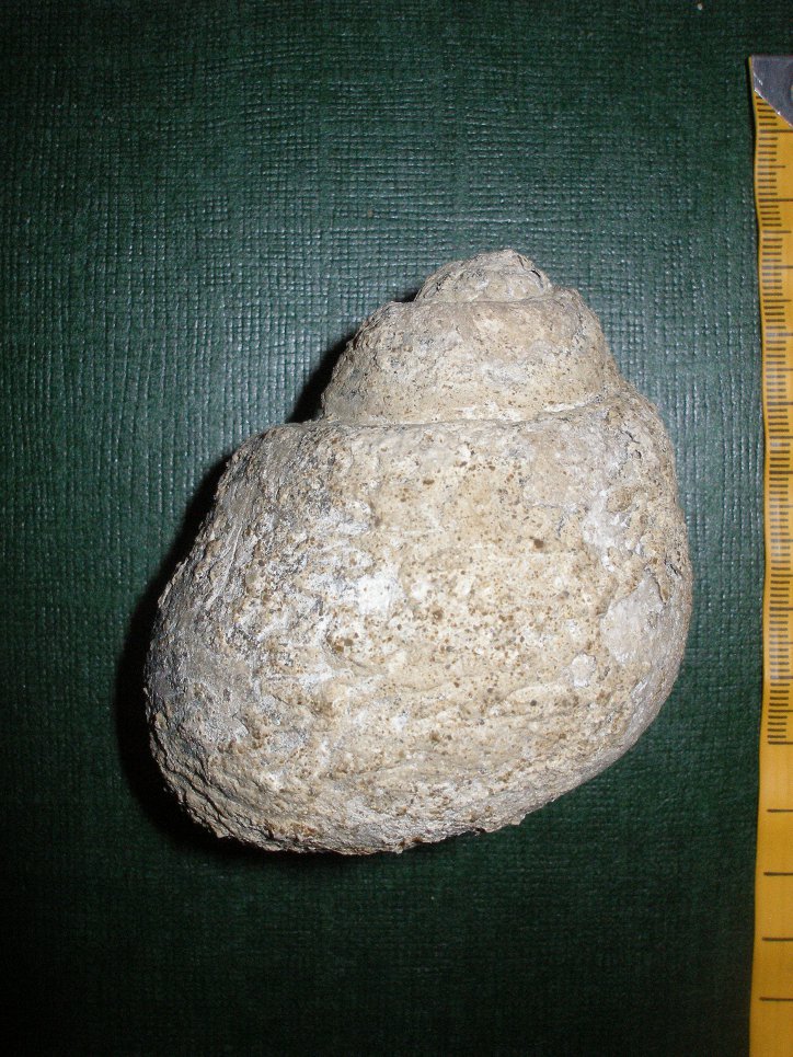 Ampullinopsis crassatinus (Lamarck) Oligocene